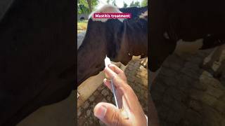 Mastitis treatment cow veterinary problem  amoxicillin cow disease saro ka ilaj  vet dr mudassir [upl. by Henrique]