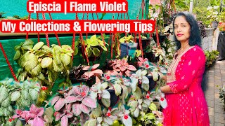 Episcia Plant Care amp Propagation  Flame Violet Collections  Achu’s Lifestyle [upl. by Alehc]