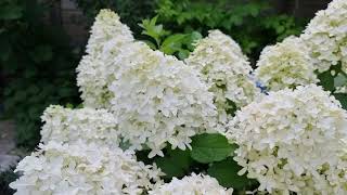 The beautiful Hydrangea Skyfall in Reiniers garden [upl. by Bessy587]