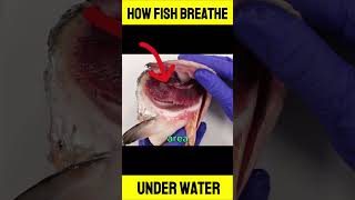 How Fish Breath Under Water FishRespiration UnderwaterBreathing [upl. by Kerianne586]