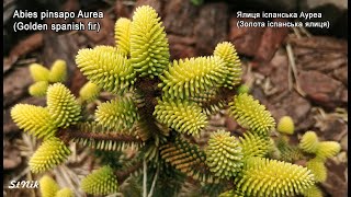 Ялиця іспанська Ауреа Abies pinsapo Aurea Сама гарна ялиця [upl. by Hilel245]