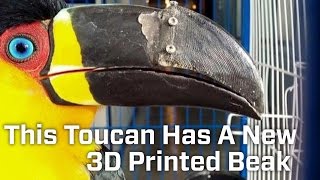 This Toucan Has A New 3D Printed Beak [upl. by Carder]