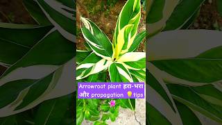 arrowroot plant beat tips 💡 shorte ytshorts [upl. by Ahsinel79]