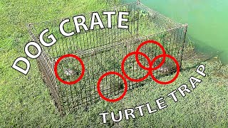 Dog Crate Turtle Trap that Actually Works [upl. by Siduhey]