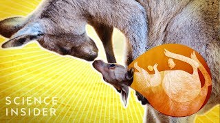 What’s Inside A Kangaroo’s Pouch [upl. by Papst]