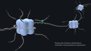 Gene regulation with PRC2 and PRC1 [upl. by Suirtemed]