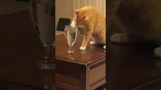 Typical orange cats 🙄  Funny cats dogs and animals ep35 shorts viral cat [upl. by Reger925]