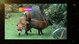 Foxes mating successfullyfoxes mating behaviorfoxes mating noiseanimal planetviralshorts🐯🦁🐱BBC [upl. by Aurel]