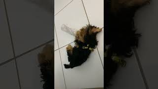 Yorkshire Terrier Puppy Plays with a PET Bottle  Cute Puppy Fun [upl. by Rap560]