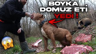 BOYKA ORMANDA DOMUZ ETİ YEDİ  çok beğendi [upl. by Hselin]