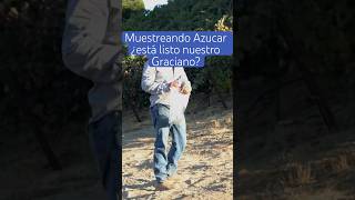 MUESTREANDO🧪 AZCUCAR🧊 ¿Estará LISTO✅ Nuestro Graciano shortsyoutube agricultura trabajodecampo [upl. by Ryann991]