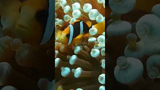 Allards clownfish I fish colourfulfishes [upl. by Dart]