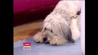 ASHLEIGH amp PUDSEY BRITAINS GOT TALENT 2012 WINNERS INTERVIEW ON LORRAINE [upl. by Haym419]