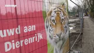 Dierenrijk start met de bouw van het nieuwe tijgerverblijf [upl. by Askwith]