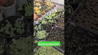 Gymnocalycium shortvideo gymnocalycium horticulture cactus [upl. by Aikkin270]