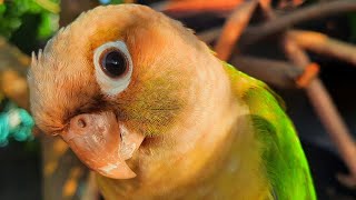 Conure Bird Sounds for Lonely bird to make happy [upl. by Ikairik479]