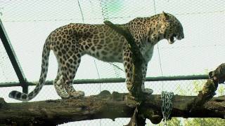 Luipaard Safaripark Beekse Bergen [upl. by Essa]