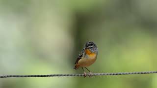 ホウセキドリ（Spotted Pardalote）のドアップ動画 [upl. by Nonnair848]