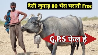 80 भैंस को सम्हालने वाला देसी जुगाड़जिसके सामने आधुनिक तकनीक फेलBuffalos Farming [upl. by Waring712]