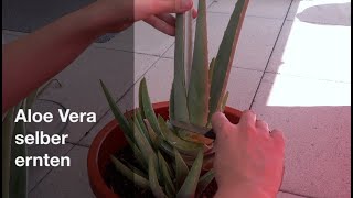 Aloe Vera Gel ernten [upl. by Sirak]