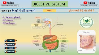 Digestive system lecture 2  Anatomy and physiology salivary gland pharynx esophagus biology [upl. by Lau]