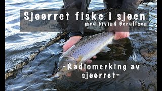 Sjøørret fiske i sjøen  Radiomerking av Sjøørret [upl. by Leciram177]