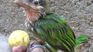 WhiteCheeked Barbet [upl. by Joby]