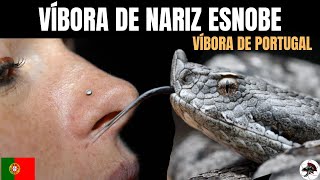 Víbora de Portugal Vipera latastei  Biólogo Henrique o Biólogo das Cobras [upl. by Akers123]