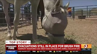 Volunteers help save evacuated livestock at Cave Creek Rodeo Grounds [upl. by Bissell]