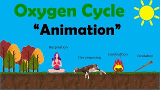 OXYGEN CYCLE  Biology Animation [upl. by O'Carroll]