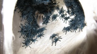 RETRIEVING AND TRANSFERRING THE AVICULARIA VERSICOLOR SLINGS [upl. by Alakim]