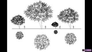 REVIT TREE FAMILY COLLECTION [upl. by Acebber]