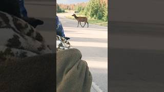 Jasper National Parks Memories parkscanada [upl. by Rad]