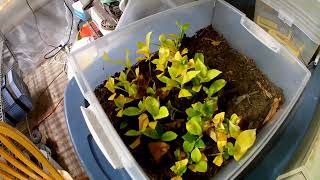 Potting up Gardenia cuttings [upl. by Engel329]