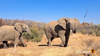 Elephant throws a stick at me [upl. by Naira]