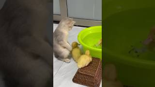 Click to watch the full version 😊Kittens train ducklings to swim [upl. by Merissa985]