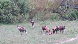 Baboon attacks  plays with wild dogs [upl. by Lertnahs971]