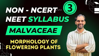 Malvaceae  Morphology of Flowering Plants  Non NCERT NEET Syllabus [upl. by Olocin]