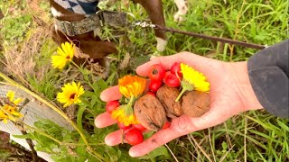 Draußen zuhause 🧡 Wildes Sammeln und Ernten 🌞 hagebutten walnuss dankbarkeit [upl. by Aivata]