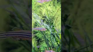 Danio Care Guide  Beginner Freshwater Fish [upl. by Nananne956]