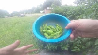 Harvesting Shishito Peppers from my garden and a recipe  Sauteed Shishito Otsumami snack [upl. by Einal]