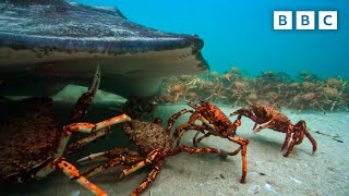 The incredible unity of the spider crab  Spy in the Ocean  BBC [upl. by Ozner185]