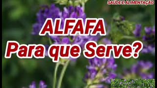 ALFAFA Para que Serve [upl. by Eitak]