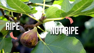 How Do You Know When a Fig is Ripe Heres How [upl. by Yclehc]