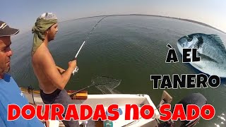 PESCA À DOURADA NO RIO SADO  JOAO BEJA E DOURADA XL [upl. by Yrebmik]