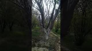 subscribe my channel waziristan beauty spring season in waziristan music newsong Javed amirkhel [upl. by Sivie]