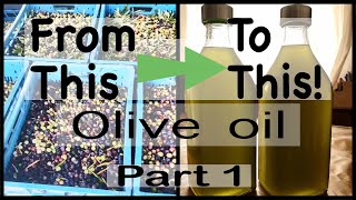 Harvesting Arbequina Olives for Pure Unfiltered Extra Virgin Olive Oil unfilteredoliveoil olives [upl. by Acirederf]