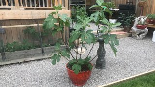 RePotting My RootBound Fig Trees [upl. by Liscomb]