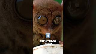 Tarsier smallest monkey shorts trending viralvideo nature animals tarsier monkey [upl. by Htelimay]