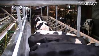 Compact rapid exit melkstal koeien  Milking parlor Cows  Kuhmelkstand  Van Dinther BV Rapid Exit [upl. by Bolt]